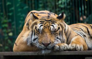 Zoo Coupons And Discounts 2020