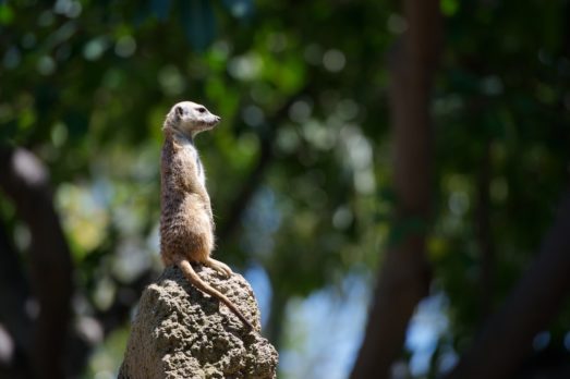 Zoo Animal