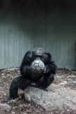 Zoo Animal