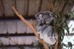 Zoo Animal