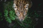 Zoo Animal